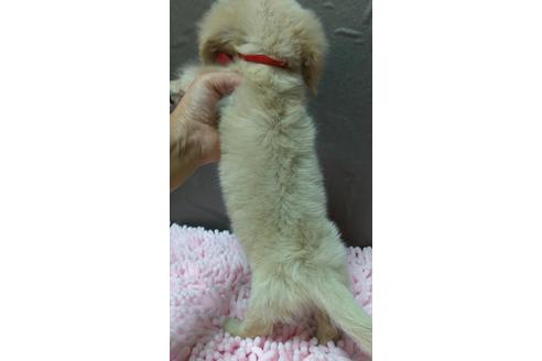 成約済の広島県のミニチュアダックスフンド(ロングヘアード)-103288の2枚目