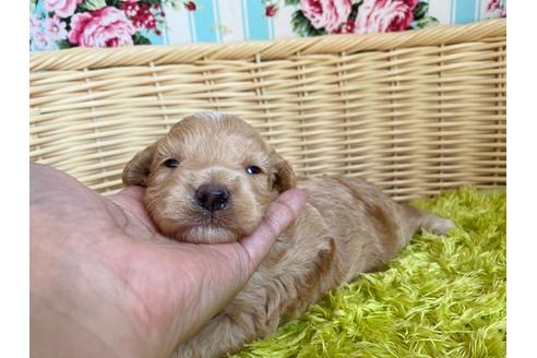 成約済の秋田県のマルプー:マルチーズ×トイプードル-104829の9枚目