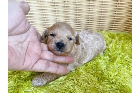 成約済の秋田県のミックス犬-104833の11枚目