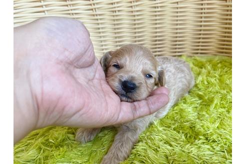 成約済の秋田県のミックス犬-104833の10枚目