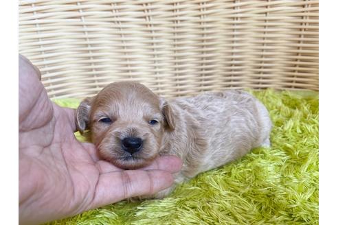 成約済の秋田県のミックス犬-104833の8枚目