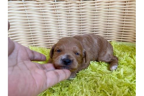 成約済の秋田県のミックス犬-104835の14枚目