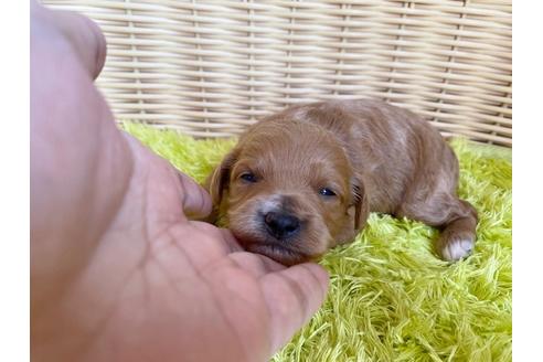 成約済の秋田県のミックス犬-104835の13枚目