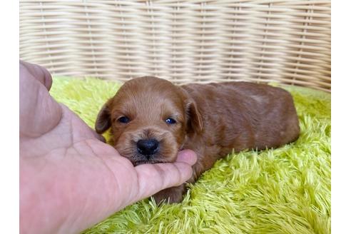 成約済の秋田県のミックス犬-104836の15枚目