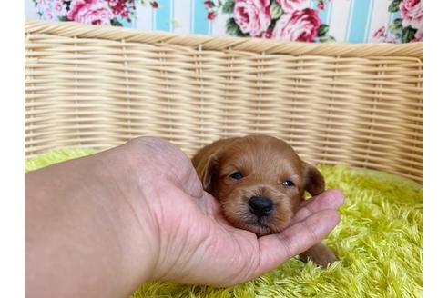 成約済の秋田県のミックス犬-104836の14枚目