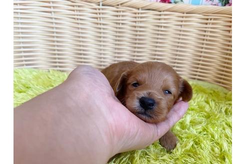 成約済の秋田県のミックス犬-104836の13枚目