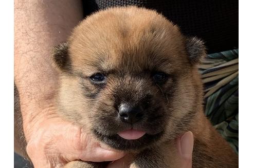 成約済の長崎県の柴犬-104854の1枚目