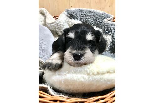 成約済の埼玉県のミニチュアシュナウザー-102183の3枚目