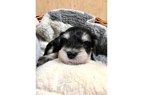 成約済の埼玉県のミニチュアシュナウザー-102183の2枚目