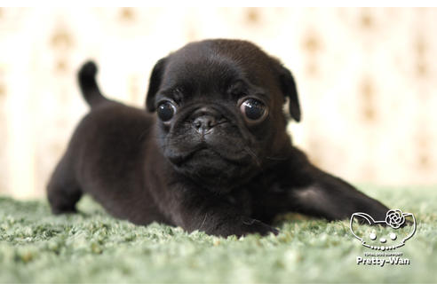 成約済の愛知県のパグ-104901の5枚目