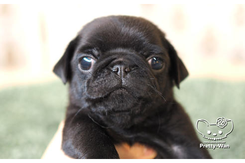 成約済の愛知県のパグ-104901の4枚目