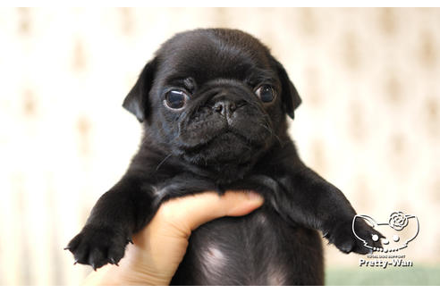 成約済の愛知県のパグ-104901の1枚目