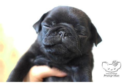 成約済の愛知県のパグ-104901の3枚目