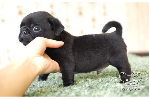 成約済の愛知県のパグ-104901の2枚目