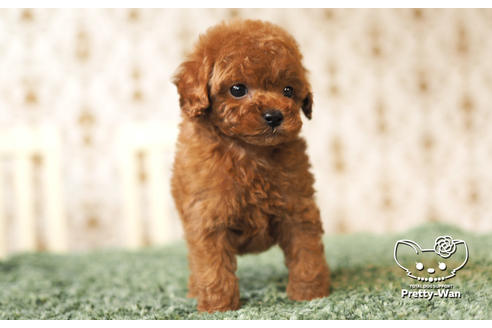 成約済の愛知県のタイニープードル-104902の9枚目