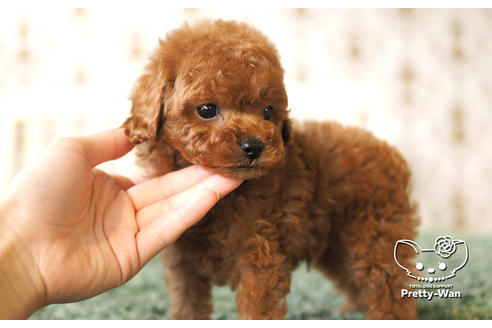 成約済の愛知県のタイニープードル-104902の10枚目