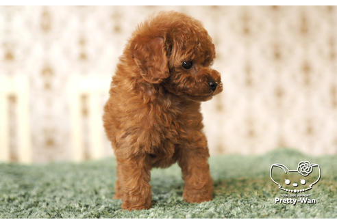 成約済の愛知県のタイニープードル-104902の7枚目