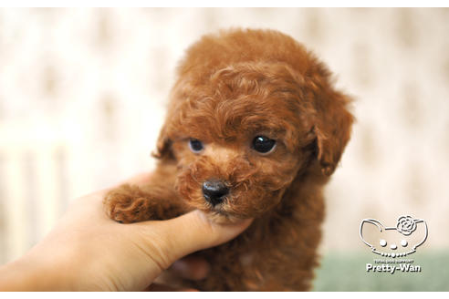 成約済の愛知県のタイニープードル-104902の8枚目