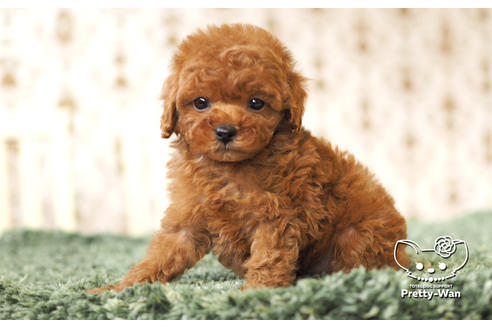 成約済の愛知県のタイニープードル-104902の6枚目