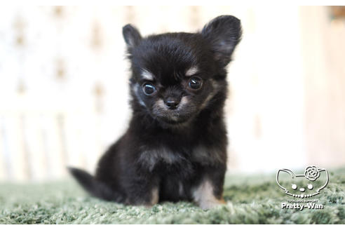 成約済の愛知県のチワワ(ロングコート)-104903の4枚目