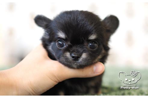 成約済の愛知県のチワワ(ロングコート)-104903の1枚目