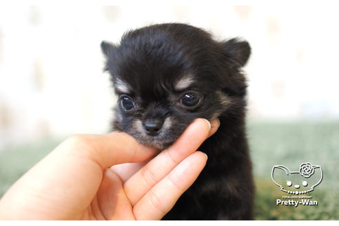 成約済の愛知県のチワワ(ロングコート)-104903の2枚目