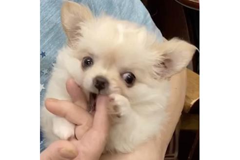 成約済の神奈川県のチワワ(ロングコート)-102056の17枚目