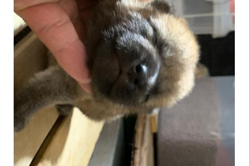 成約済の広島県の柴犬-104930