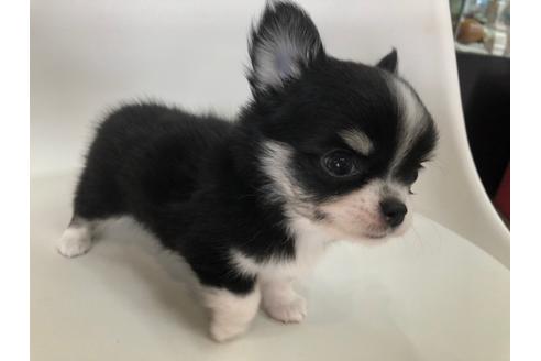 成約済の京都府のチワワ(ロングコート)-104936の5枚目