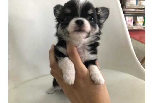 成約済の京都府のチワワ(ロングコート)-104936の4枚目