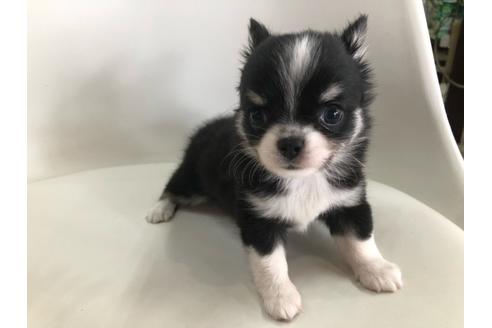 成約済の京都府のチワワ(ロングコート)-104936