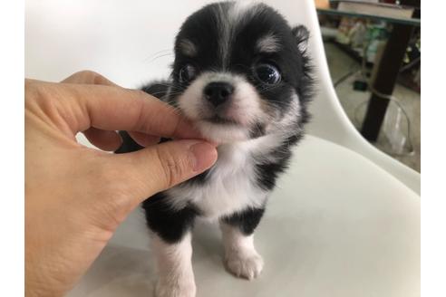 成約済の京都府のチワワ(ロングコート)-104936の3枚目