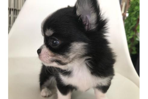 成約済の京都府のチワワ(ロングコート)-104936の2枚目