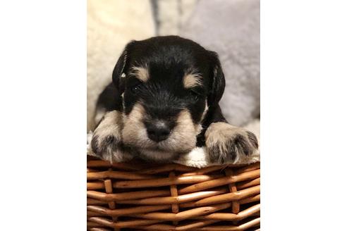 成約済の埼玉県のミニチュアシュナウザー-102966