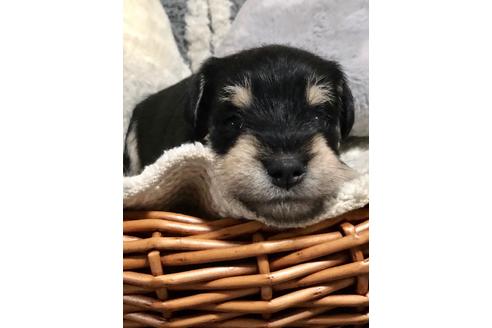 成約済の埼玉県のミニチュアシュナウザー-102966の3枚目