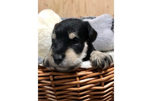 成約済の埼玉県のミニチュアシュナウザー-102966の2枚目