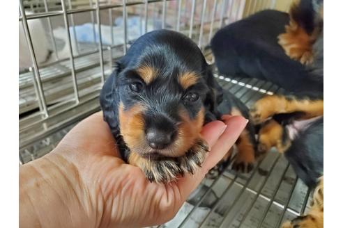 成約済の愛知県のミニチュアダックスフンド(ロングヘアード)-104135の1枚目