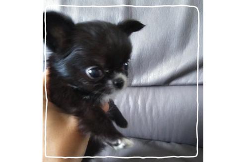 成約済の北海道のチワワ(ロングコート)-104981の4枚目