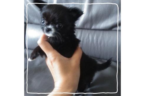 成約済の北海道のチワワ(ロングコート)-104981の2枚目