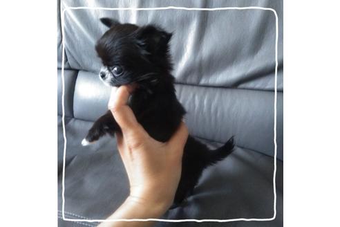 成約済の北海道のチワワ(ロングコート)-104981の3枚目