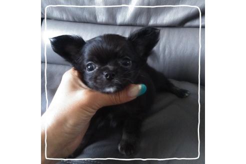 成約済の北海道のチワワ(ロングコート)-104982