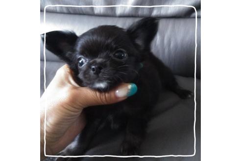 成約済の北海道のチワワ(ロングコート)-104982の5枚目