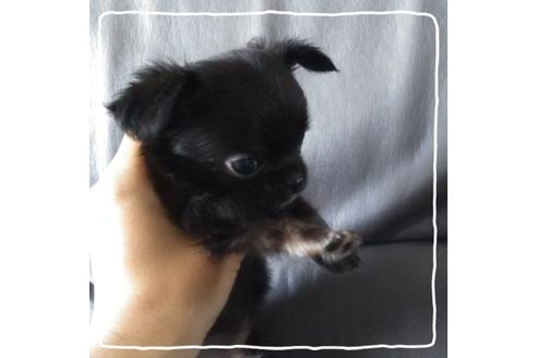 成約済の北海道のチワワ(ロングコート)-104982の4枚目