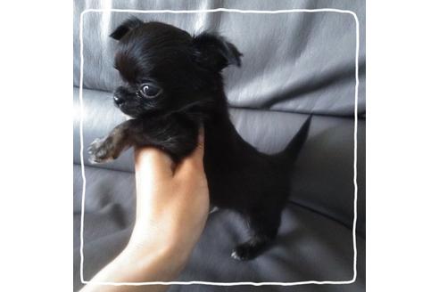 成約済の北海道のチワワ(ロングコート)-104982の3枚目