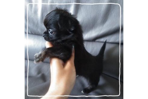 成約済の北海道のチワワ(ロングコート)-104982の2枚目