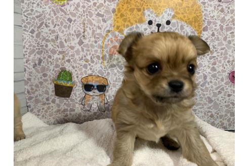 成約済の岐阜県のチワワ(ロングコート)-103036の6枚目