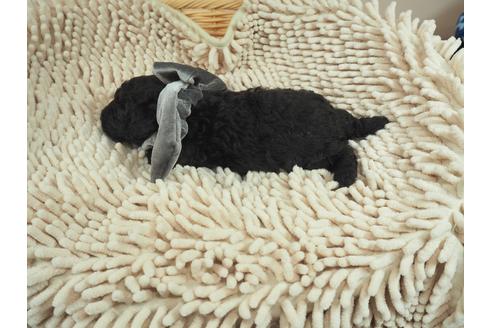 成約済の埼玉県のトイプードル-105024の3枚目