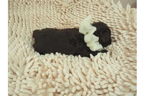 成約済の埼玉県のトイプードル-105025の5枚目
