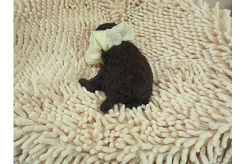 成約済の埼玉県のトイプードル-105025の3枚目