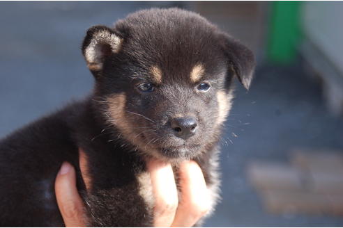 成約済の埼玉県の柴犬-103882の1枚目